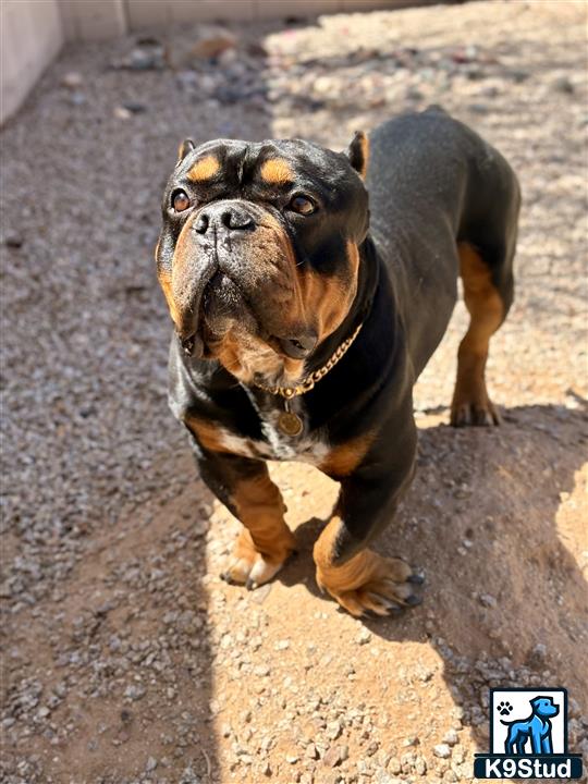 a american bully dog standing on a sidewalk