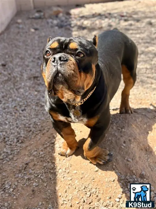 American Bully stud dog: a american bully dog standing on a sidewalk