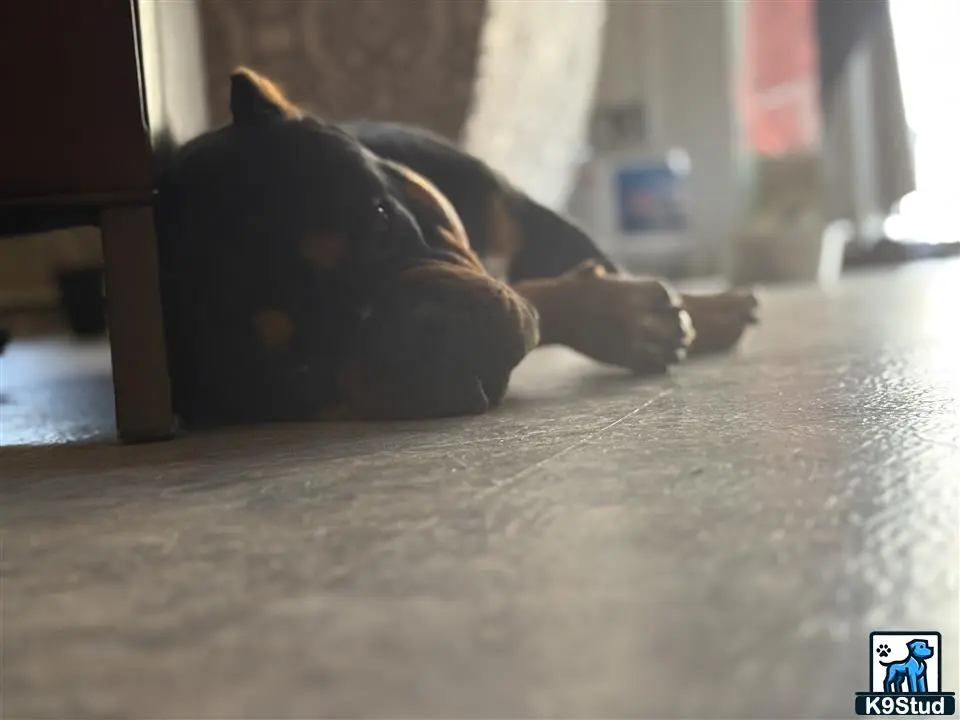 American Bully stud dog: a american bully dog lying on the floor