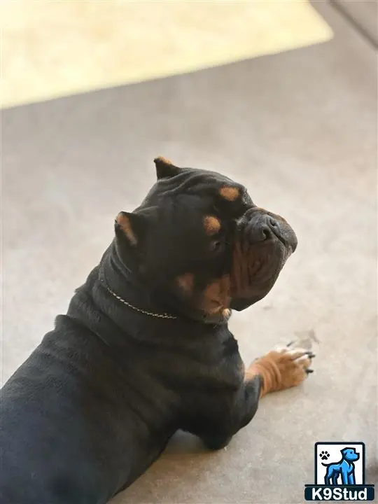 American Bully stud dog: a american bully dog lying on the ground
