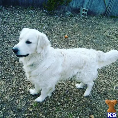 Golden Retriever stud dog: a white golden retriever dog sitting in the grass