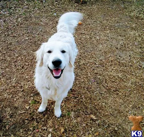 Golden Retriever stud dog: a white golden retriever dog standing on grass