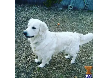 Golden Retriever stud dog: a white golden retriever dog sitting in the grass