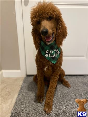 a poodle dog wearing a shirt