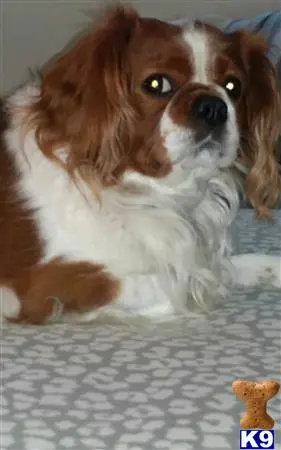 Cavalier King Charles Spaniel