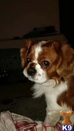 Cavalier King Charles Spaniel stud dog