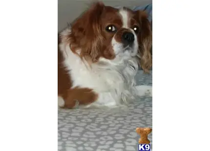 Cavalier King Charles Spaniel