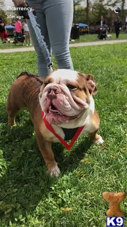 English Bulldog stud dog