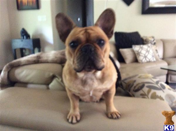 French Bulldog stud dog