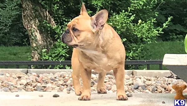 French Bulldog stud dog