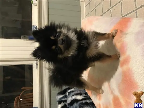 Pomeranian