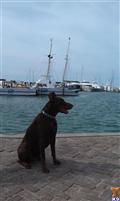Doberman Pinscher stud dog: Brown Doberman Pinscher sitting by the waterfront with boats in background