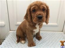 cavalier king charles spaniel puppy posted by kingerty