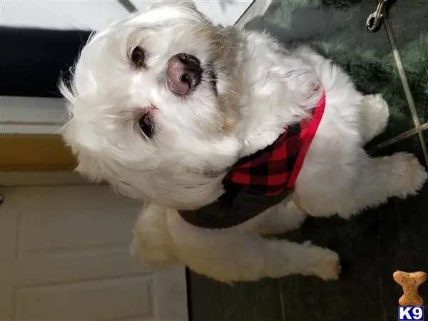 Maltese