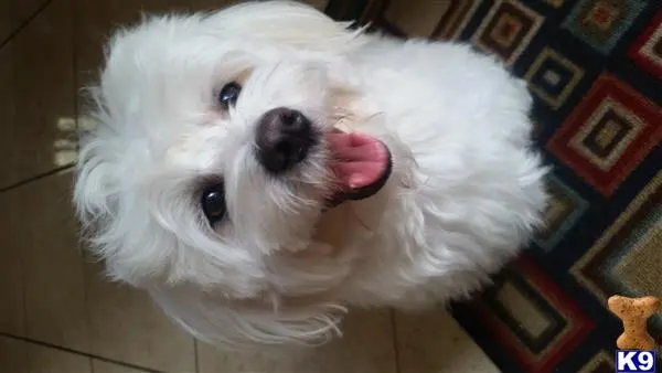 Maltese stud dog