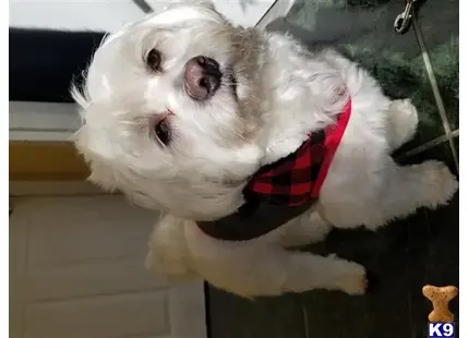 Maltese