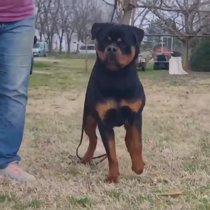 Rottweiler stud dog