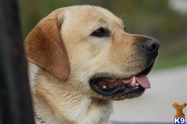 Labrador Retriever stud dog