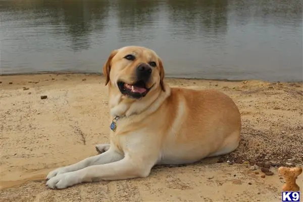 Labrador Retriever stud dog