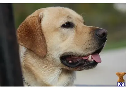 Labrador Retriever