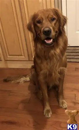 Golden Retriever stud dog