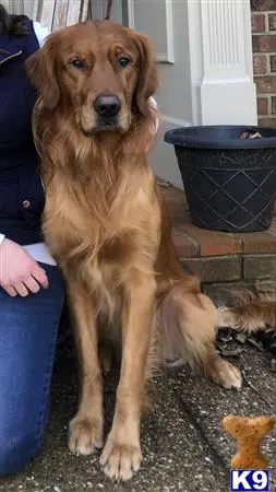 Golden Retriever stud dog