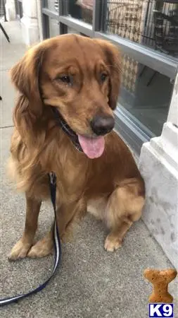 Golden Retriever stud dog