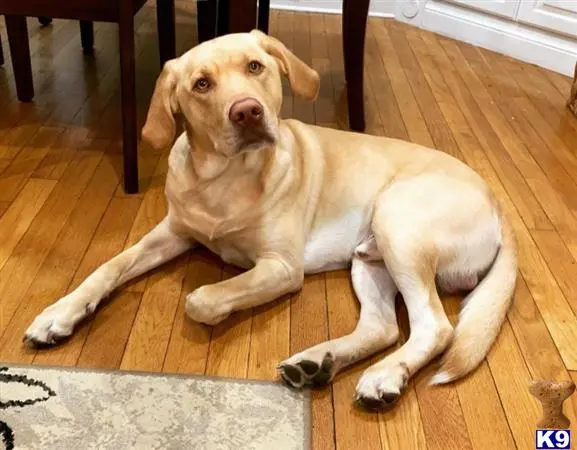 Labrador Retriever stud dog