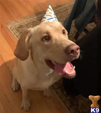 Labrador Retriever stud dog