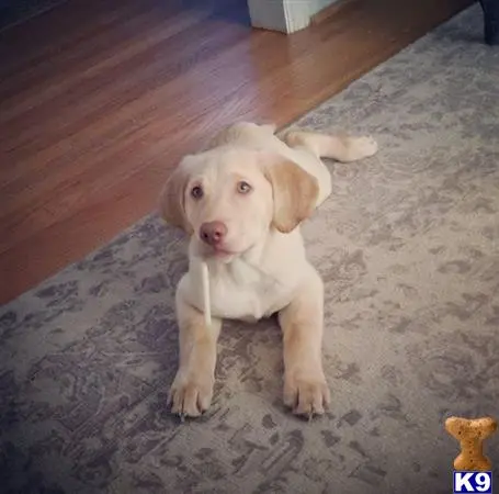 Labrador Retriever stud dog