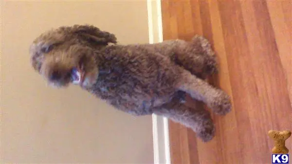 Poodle stud dog