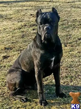 Cane Corso stud dog