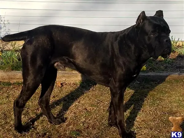 Cane Corso stud dog