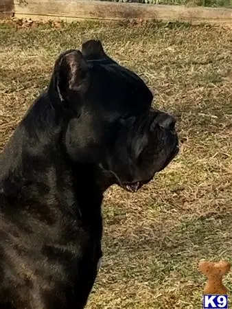 Cane Corso stud dog