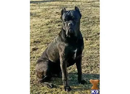 Cane Corso