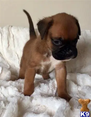 Boxer puppy for sale