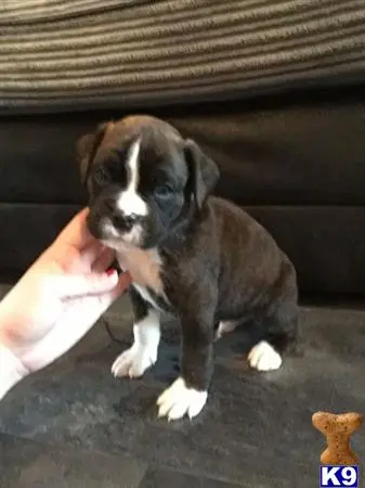 Boxer puppy for sale