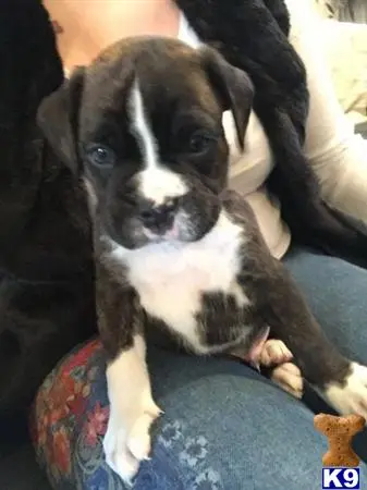 Boxer puppy for sale