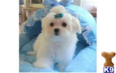 Maltese puppy for sale