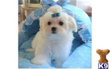 maltese puppy posted by kinngkup