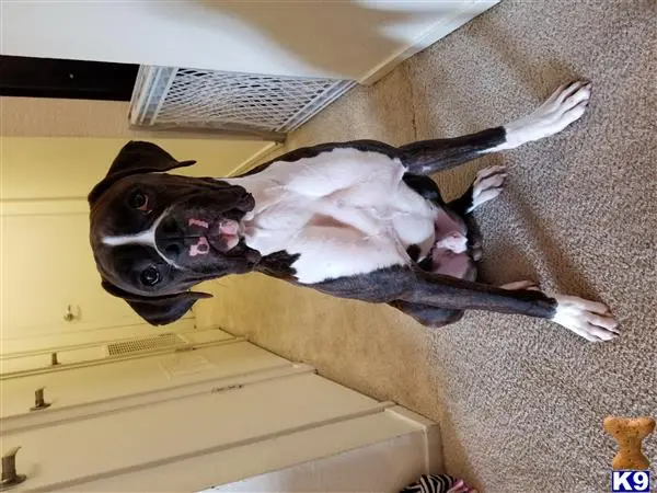 Boxer stud dog