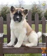 akita puppy posted by kiopiumas