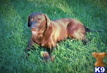 Labrador Retriever stud dog: a labrador retriever dog lying in the grass