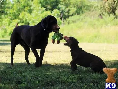 Labrador Retriever stud dog: a labrador retriever dog biting another labrador retriever dogs nose