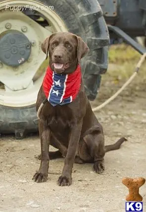 Labrador Retriever stud dog: a labrador retriever dog wearing a vest