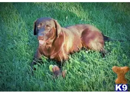Labrador Retriever stud dog: a labrador retriever dog lying in the grass