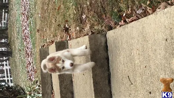 Siberian Husky stud dog