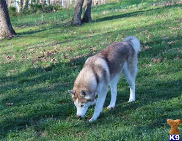 Siberian Husky stud dog