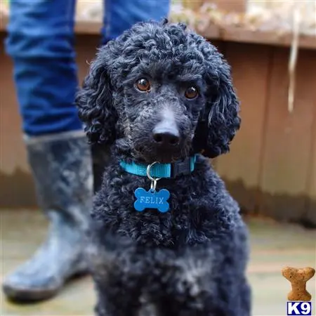 Poodle stud dog