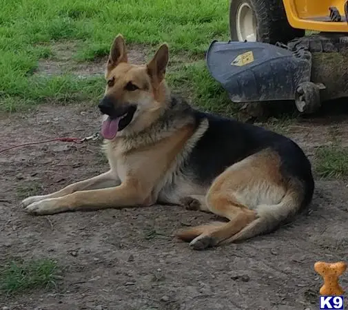 German Shepherd stud dog